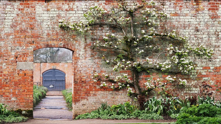 Blossom in Walled Garden, Attingham Park, Shropshire